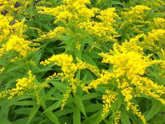 SOLIDAGO 'Strahlenkrone' - Verge d'Or