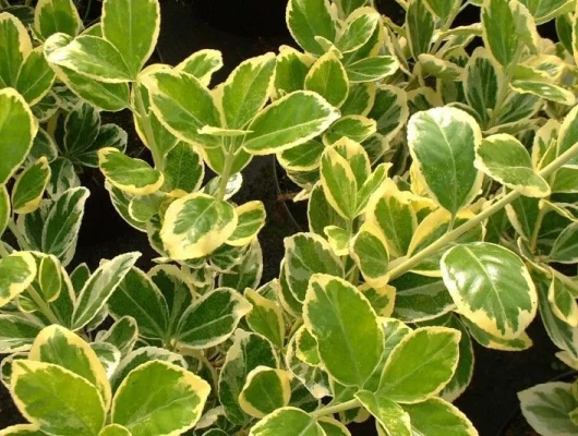 EUONYMUS japonicus 'President Gauthier' - Fusain du japon