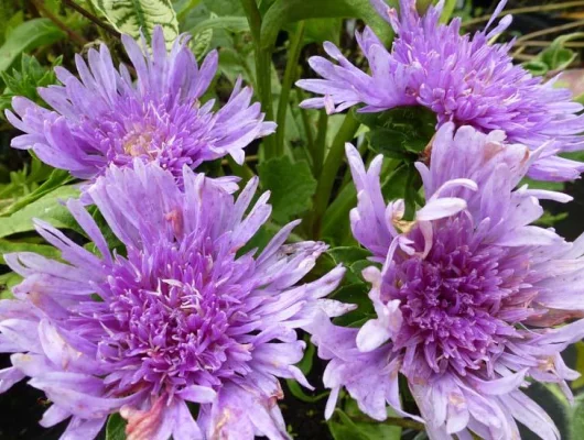 STOKESIA laevis