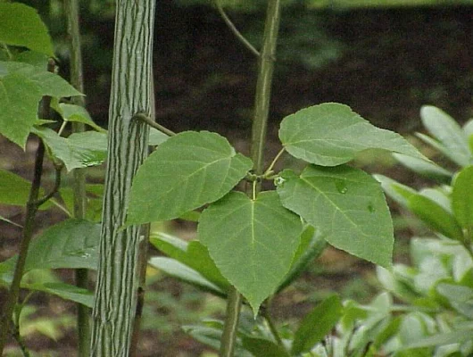 ACER davidii - Erable à peau de serpent