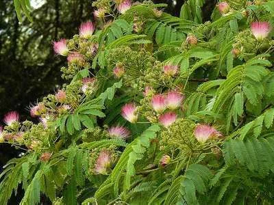 ALBIZIA julibrissin 'OMBRELLA'®