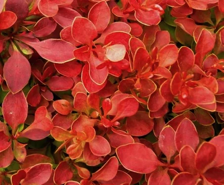 BERBERIS thunbergii 'Admiration'® - Epine Vinette