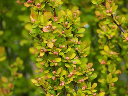 BERBERIS thunbergii 'Golden Torch'® - Epine vinette