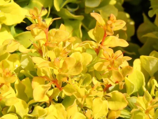 BERBERIS thunbergii 'Golden Nugget''® - Epine vinette