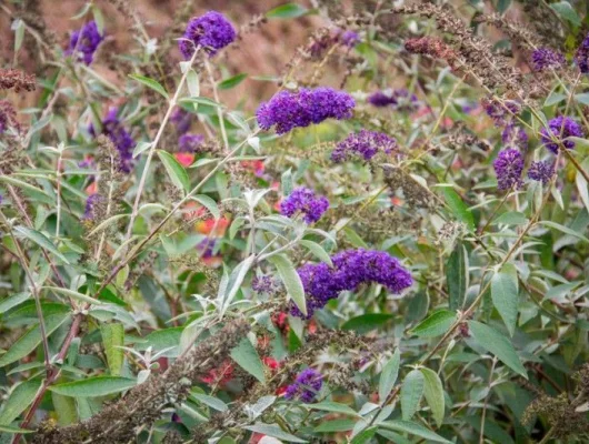 BUDDLEJA davidii 'Adonis Blue'® - Arbre aux Papillons