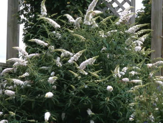 BUDDLEJA davidii 'Nanho White' - Arbre aux Papillon nain