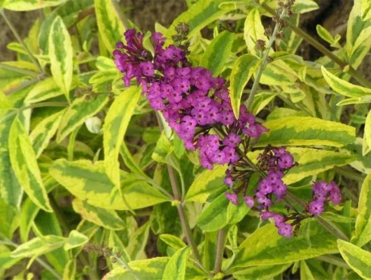 BUDDLEJA davidii 'Santana' - Arbre à papillons panaché