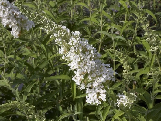 BUDDLEJA davidii 'Marbled White'® - Arbre aux Papillons