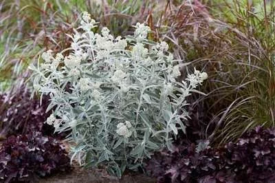 BUDDLEJA davidii 'Silver Anniversary'® - Arbre aux Papillons