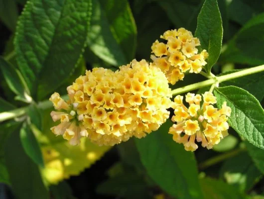 BUDDLEIA weyeriana 'Sungold' - Arbre aux Papillons