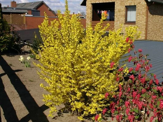 FORSYTHIA intermedia 'Minigold' - Mimosa de Paris