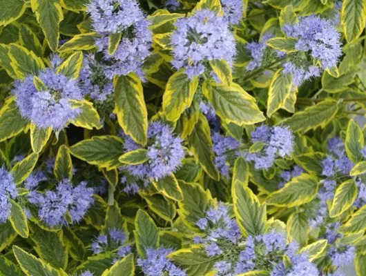 CARYOPTERIS clandonensis 'Summer Sorbet'® - Spirée bleue