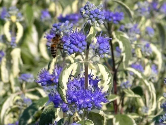 CARYOPTERIS clandonensis 'White Surprise'® - Spirée bleue