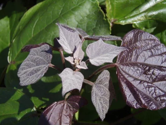 CATALPA erubescens 'Purpurea' - Catalpa pourpre