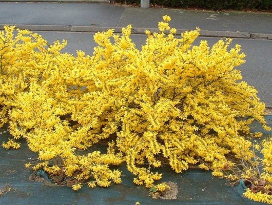 FORSYTHIA intermedia 'Marée d'or' - Mimosa de Paris couvre sol