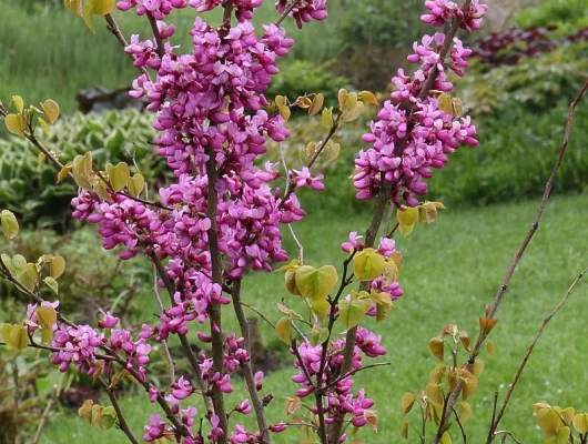 CERCIS chinensis 'Avondale' - Arbre de Judée