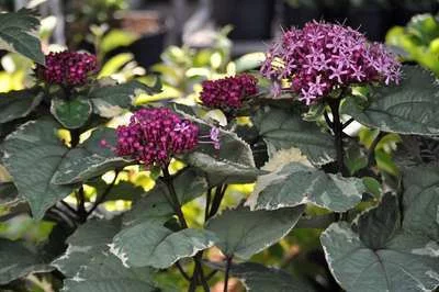 CLERODENDRUM bungei 'Pink Diamond'® - Clérodendron du bunge