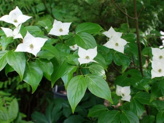 CORNUS kousa 'Milky Way' - Cornouiller à fleurs