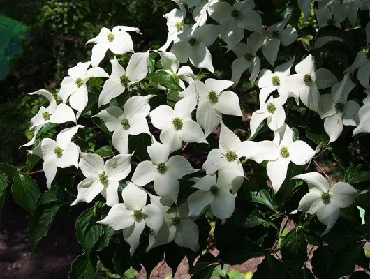 CORNUS kousa 'Schmetterling' - Cornouiller  du Japon à fleurs