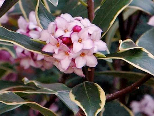 DAPHNE odora 'Aureomarginata' - Daphnée parfumée, Bois joli