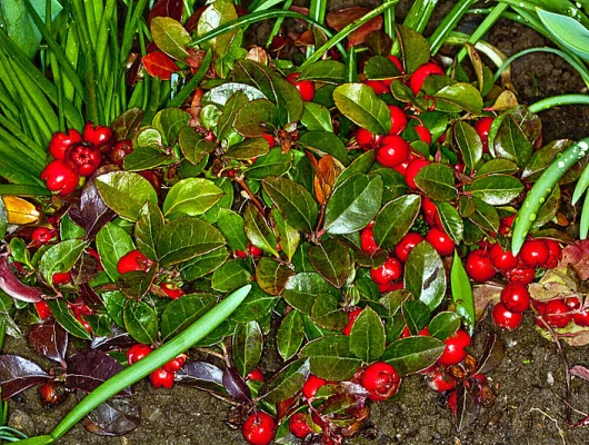 GAULTHERIA procubens - Gaulthérie couchée.