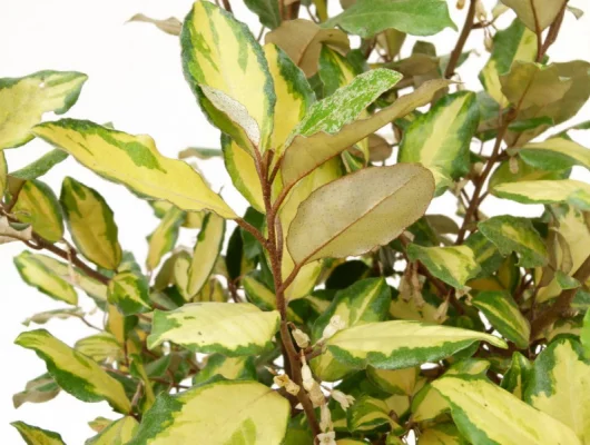 ELAEAGNUS ebbingei 'Eleador'® 'Lannou' - Chalef 'Eleador'®