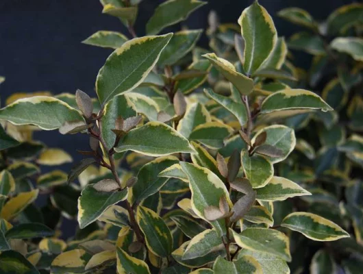 ELAEAGNUS ebbingei 'Viveleg' - Chalef 'Viveleg'