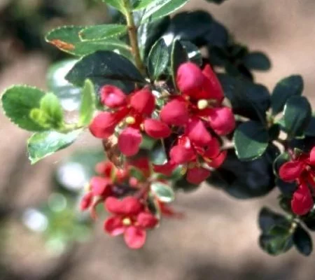 ESCALLONIA 'C.F. Ball' - Escallonia