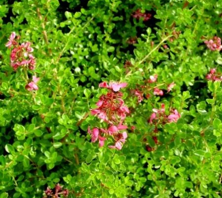 ESCALLONIA 'Dart's Rosyred' - Escallonia