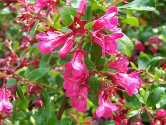 ESCALLONIA 'Donard Radiance' - Escallonia