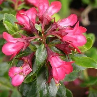 ESCALLONIA 'Donard Star' - Escallonia