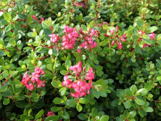 ESCALLONIA 'Red Dream' - Escallonia