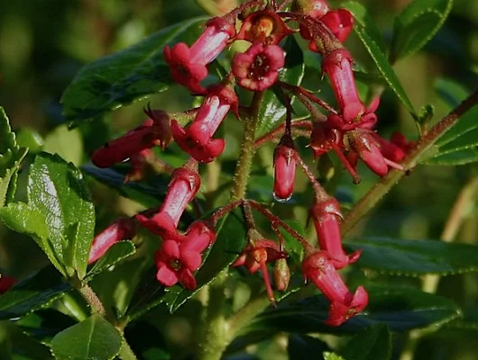 ESCALLONIA rubra 'Crimson Spire' - Escalonia