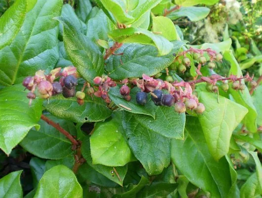 GAULTHERIA shallon - Gaulthérie couvre sol