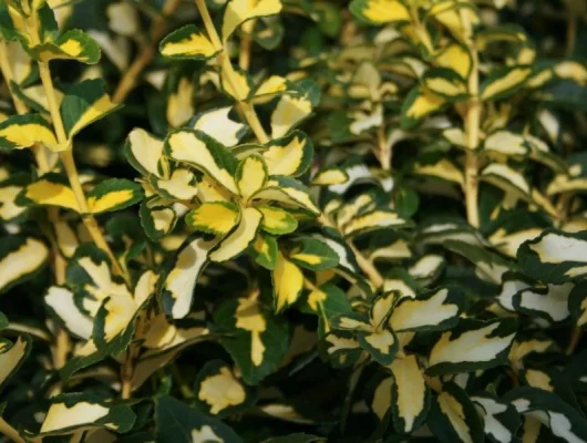 EUONYMUS fortunei 'Blondy'® - Fusain nain persistant