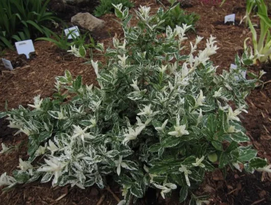 EUONYMUS fortunei 'Harlequin' - Fusain du japon rampant feuillage persistant