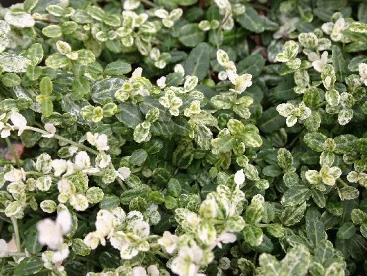 EUONYMUS fortunei 'Silverstone'® - Fusain nain persistant