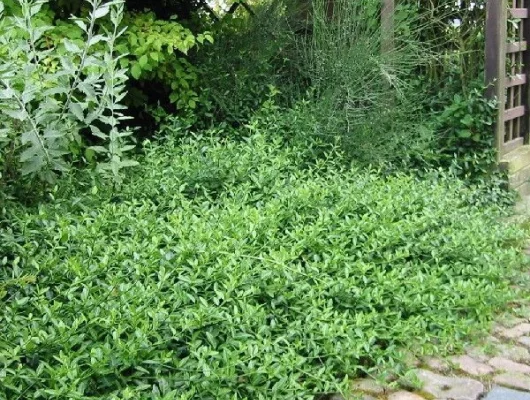 EUONYMUS fortunei 'Tustin' - Fusain 'Tustin'