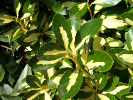 EUONYMUS japonicus 'Luna' - Fusain doré