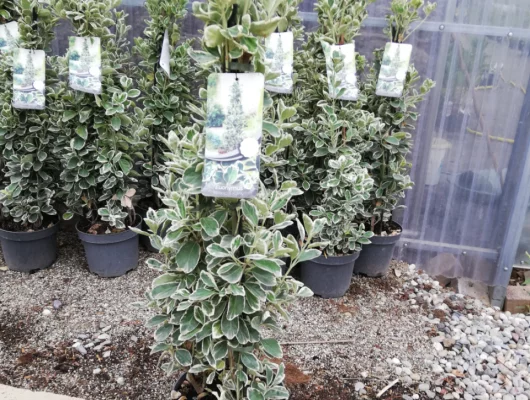 EUONYMUS japonicus 'Kathy'