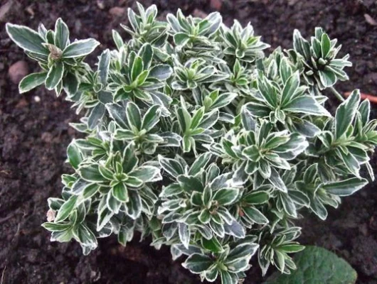 EUONYMUS japonicus 'Microphyllus Albovariegatus' - Fusain du Japon