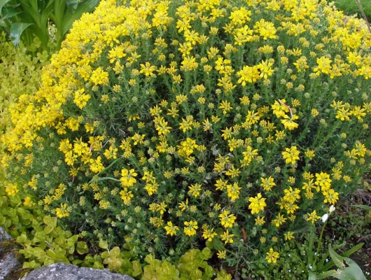 GENISTA hispanica - Genêt d'espagne