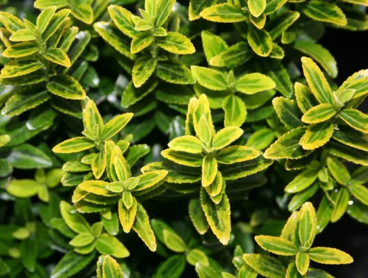 EUONYMUS japonicus 'Microphyllus Aureovariegatus' - Fusain du Japon