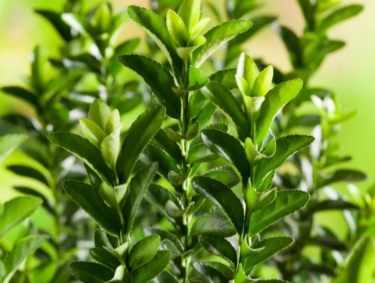 EUONYMUS japonicus 'Microphyllus' - Fusain du Japon nain