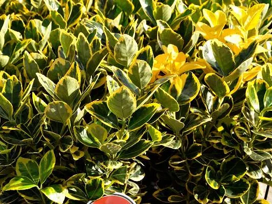 EUONYMUS japonicus 'Marieke' - Fusain du Japon