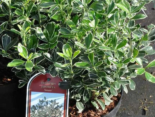 EUONYMUS japonicus 'Susan' - Fusain 'Susan'