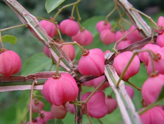 EUONYMUS phellomanus - Fusain de Chine