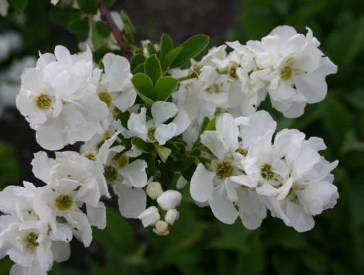 EXOCHORDA racemosa 'Niagara' - Buisson de perles nain