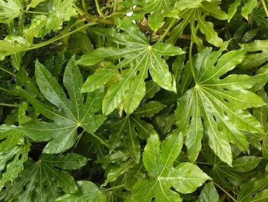 FATSIA japonica - Aralia sieboldii