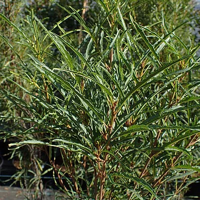 FRANGULA alnus 'Fine Line'®